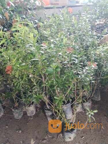 Asoka Bibit Kembang Tinggi 70 - 80 cm