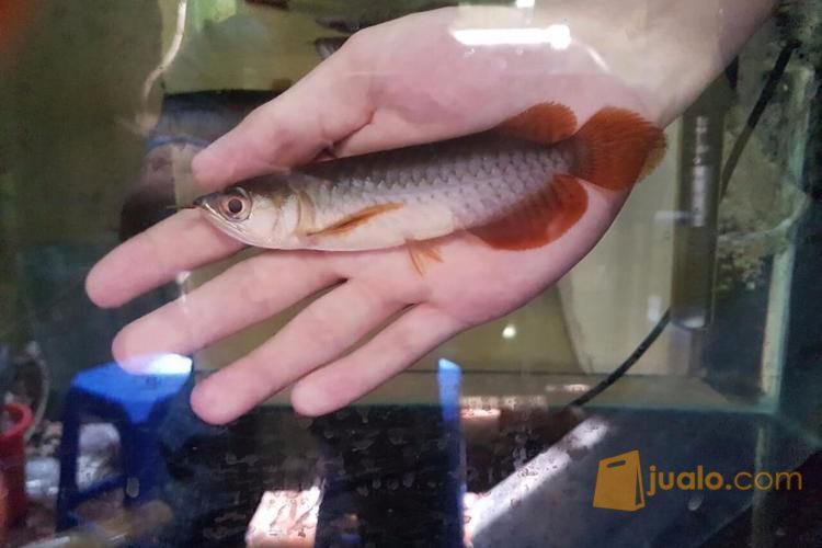 ikan arwana super red 14 cm