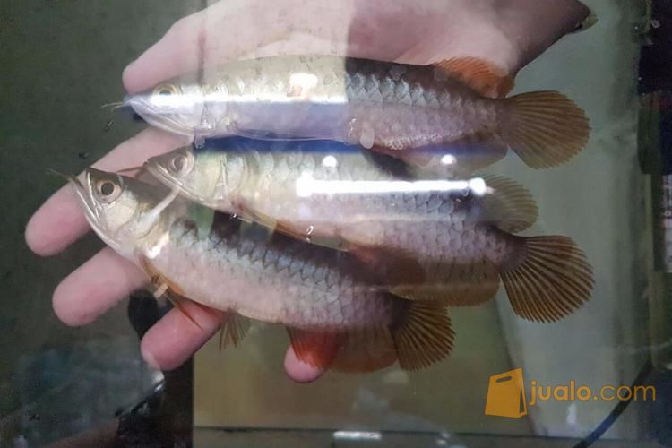 ikan arwana super red 14 cm