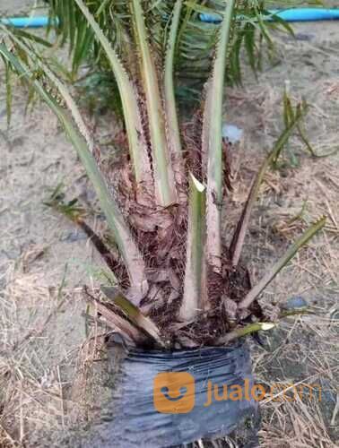 Bibit Sawit Usia 2 Tahun an
