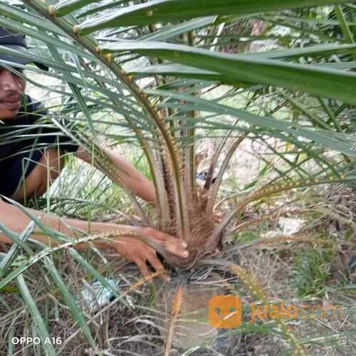 Bibit Sawit Usia 2 Tahun an