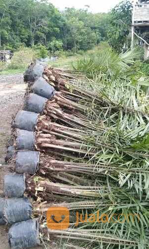Bibit Sawit Usia 2 Tahun an