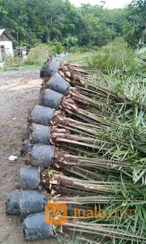 Bibit Sawit Usia 2 Tahun an