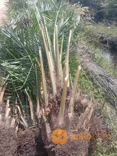 Bibit Sawit Usia 2 Tahun an