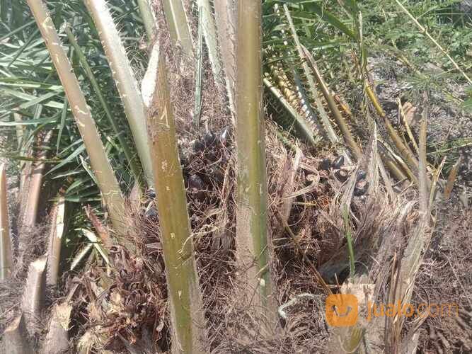 Bibit Sawit Usia 2 Tahun an