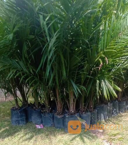 Bibit Sawit Usia 2 Tahun an