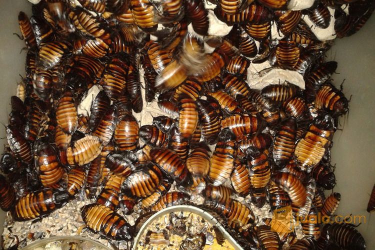 Beberapa jenis Kecoa (Lobster, Turkish, Madagaskar, Dubia)