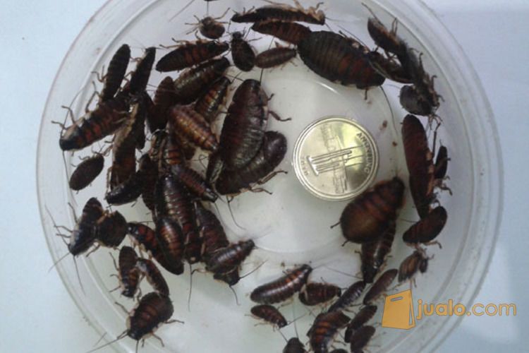 Beberapa jenis Kecoa (Lobster, Turkish, Madagaskar, Dubia)