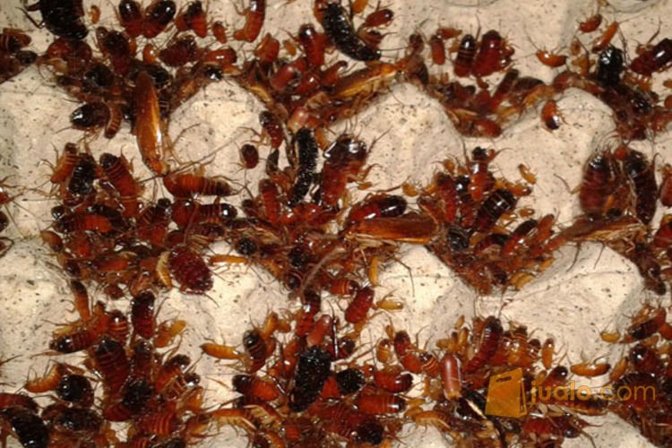 Beberapa jenis Kecoa (Lobster, Turkish, Madagaskar, Dubia)