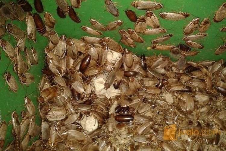 Beberapa jenis Kecoa (Lobster, Turkish, Madagaskar, Dubia)