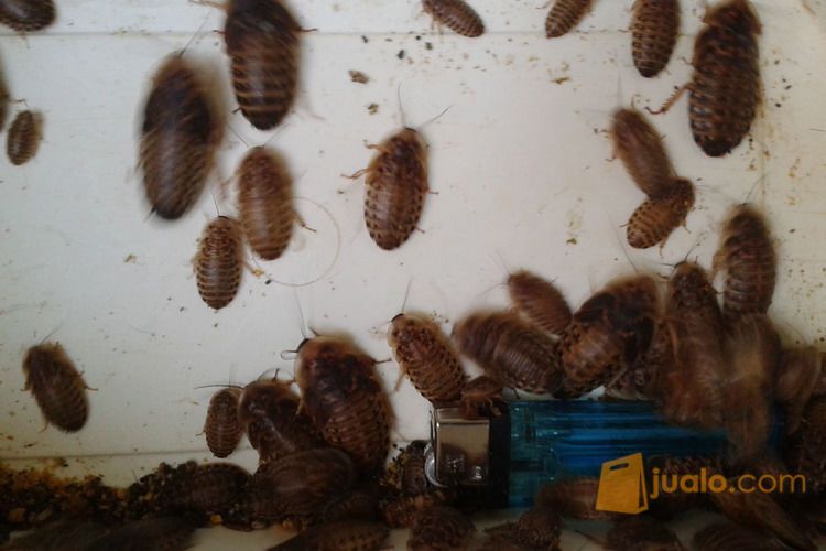 Beberapa jenis Kecoa (Lobster, Turkish, Madagaskar, Dubia)