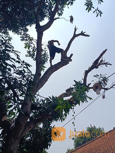 Jasa tebang pohon, pangkas pohon dan buang di serang cilegon