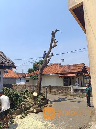 Jasa tebang pohon, pangkas pohon dan buang di serang cilegon