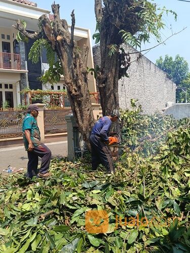 Jasa tebang pohon, pangkas pohon dan buang di serang cilegon