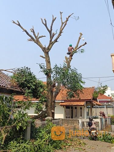 Jasa tebang pohon, pangkas pohon dan buang di serang cilegon