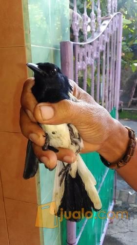 Jual burung cucak ijo kaltim, kapas tembak, kacer poci
