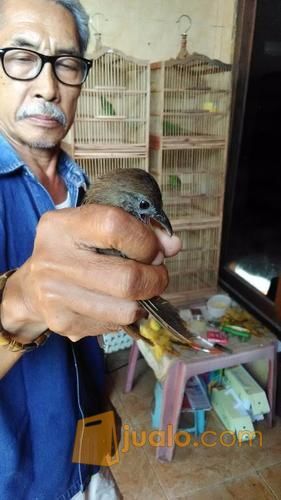 Jual burung cucak ijo kaltim, kapas tembak, kacer poci