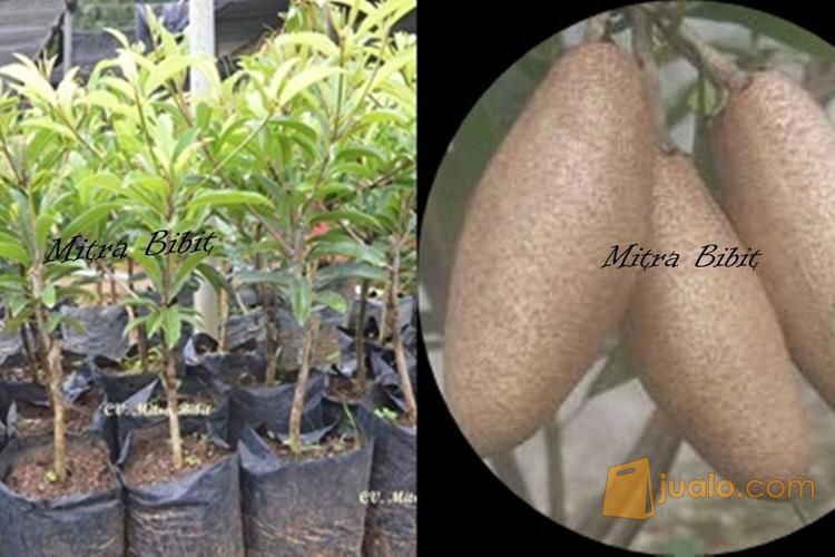 Bibit Sawo Mentimun Unggul | Tanaman Sawo Mapan Uk 60cm