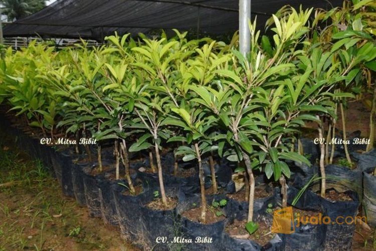Bibit Sawo Mentimun Unggul | Tanaman Sawo Mapan Uk 60cm