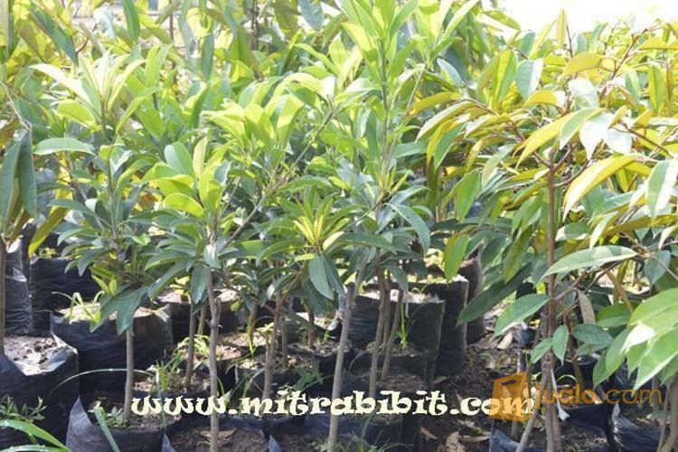 Bibit Sawo Mentimun Unggul | Tanaman Sawo Mapan Uk 60cm
