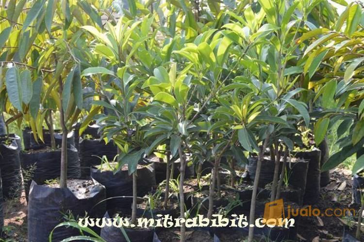 Bibit Sawo Mentimun Unggul | Tanaman Sawo Mapan Uk 60cm
