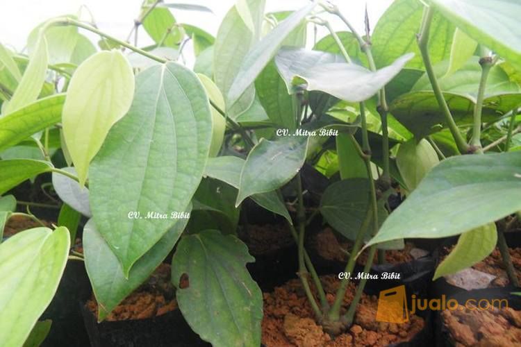 Bibit Merica Perdu | Bibit Lada Perdu Unggul | Bibit Lada Perdu Bogor