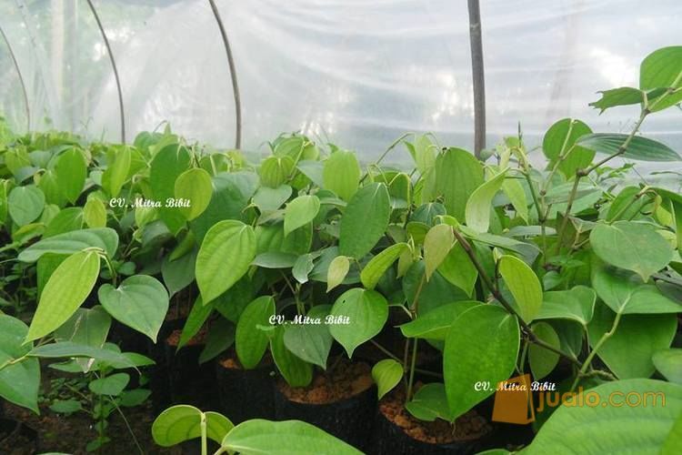 Bibit Merica Perdu | Bibit Lada Perdu Unggul | Bibit Lada Perdu Bogor
