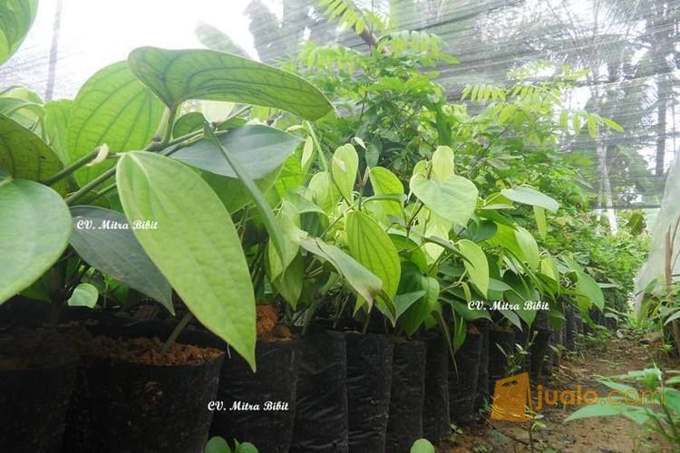 Bibit Merica Perdu | Bibit Lada Perdu Unggul | Bibit Lada Perdu Bogor
