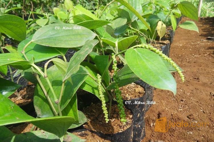 Bibit Merica Perdu | Bibit Lada Perdu Unggul | Bibit Lada Perdu Bogor