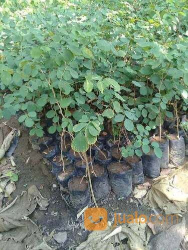 Bibit Trembesi Tinggi 1 Meter an