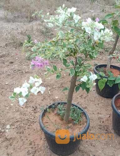Bougenville 3 Warna POT