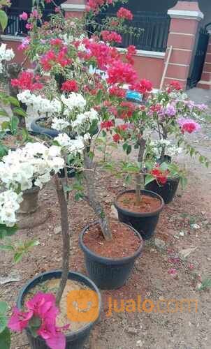 Bougenville 3 Warna POT
