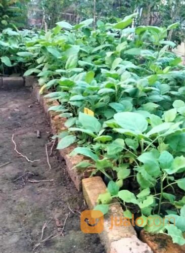 Bibit Terong Pondoh Ungu Berbagai Ukuran