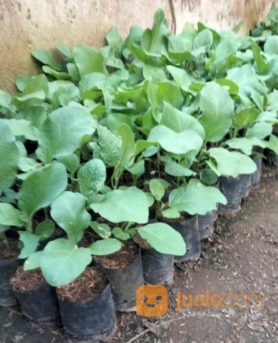 Bibit Terong Pondoh Ungu Berbagai Ukuran