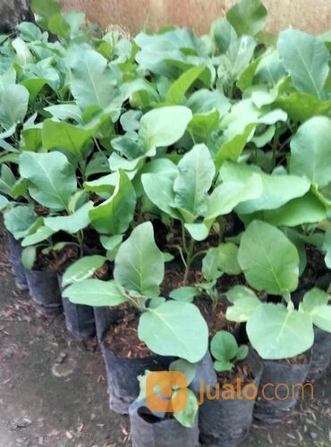 Bibit Terong Bola Ungu Berbagai Ukuran