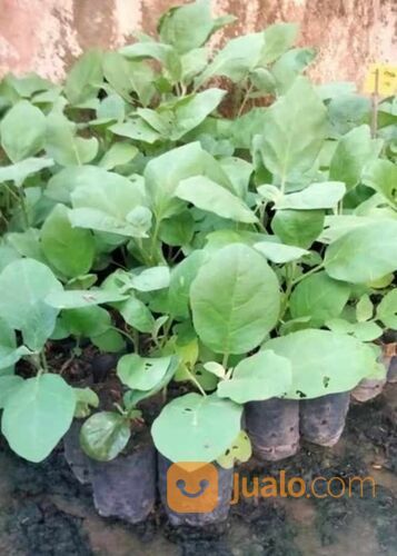 Bibit Terong Bola Ungu Berbagai Ukuran