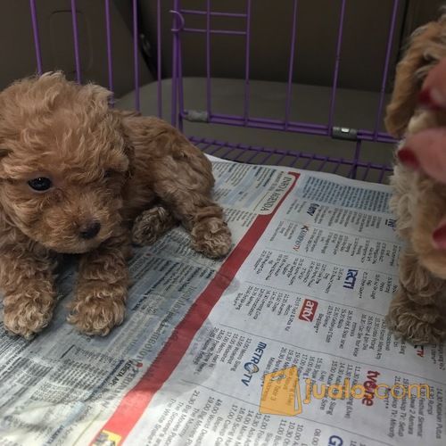 Jual Anak Anjing Poodle