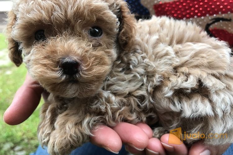 Jual Anak Anjing Poodle