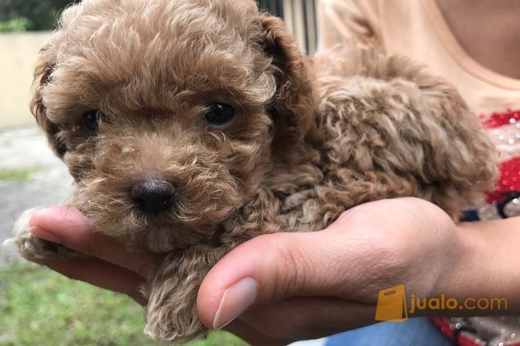 Jual Anak Anjing Poodle