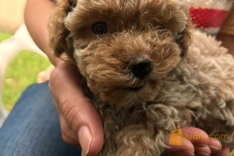 Jual Anak Anjing Poodle