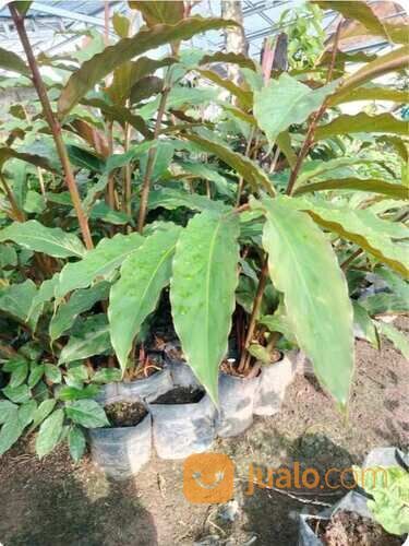 Kecombrang Polybag Sudah Tumbuh Subur Siap Tanam