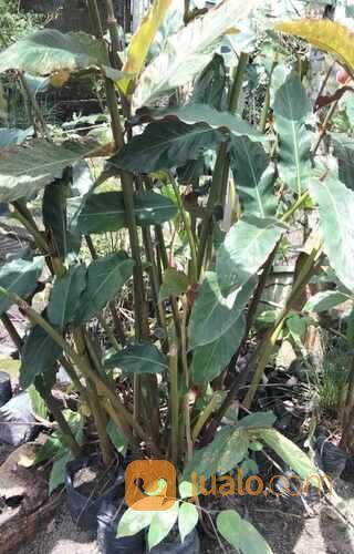 Kecombrang Polybag Sudah Tumbuh Subur Siap Tanam