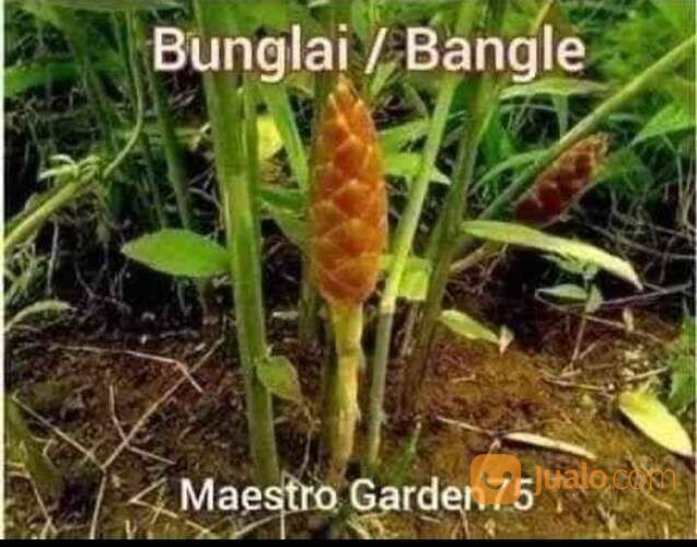 Bangle / Bunglai Polybag Siap Tanam