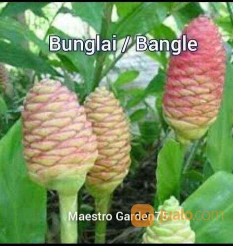 Bangle / Bunglai Polybag Siap Tanam