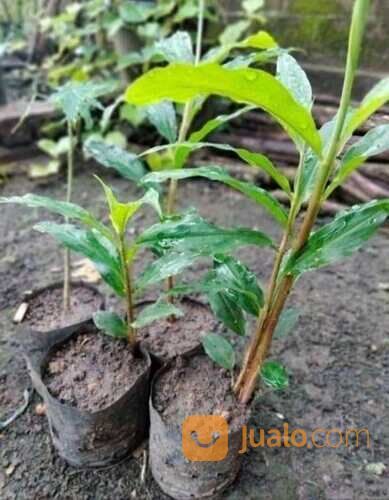 Bangle / Bunglai Polybag Siap Tanam