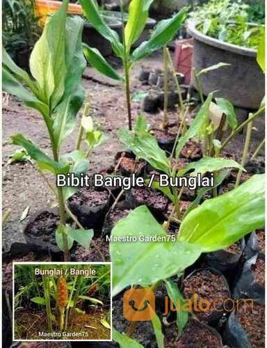 Bangle / Bunglai Polybag Siap Tanam