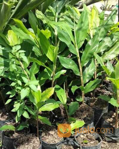 Bangle / Bunglai Polybag Siap Tanam