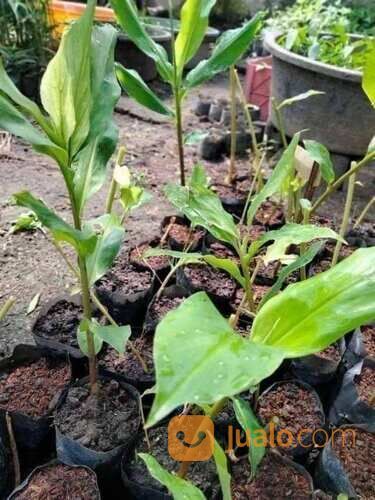 Bangle / Bunglai Polybag Siap Tanam