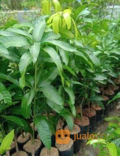Mangga Kiojay Bibit Okulasi Tinggi 1 Meter an