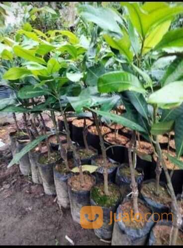 Asam Kumbang Bibit Sambung Pucuk Tinggi Bibit 50 - 60 cm